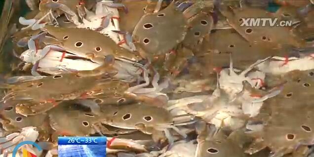 秋风起、蟹脚痒 一年品蟹正当时 各类螃蟹价格均有所上涨厦门广电网www.btnxm.com.cn